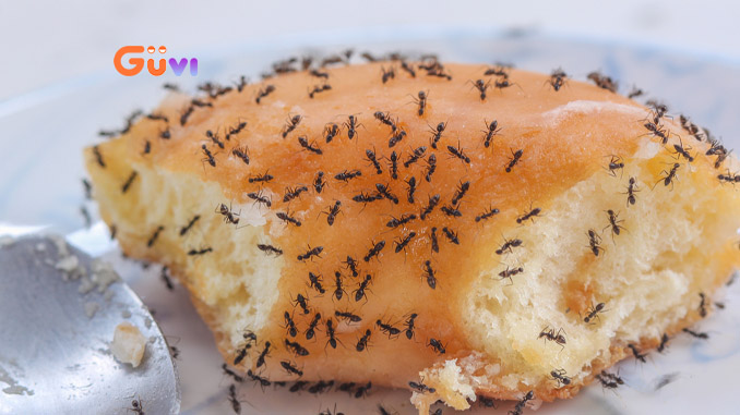 Khám phá thế giới thực phẩm, kiến thức Ăn uống cần biết