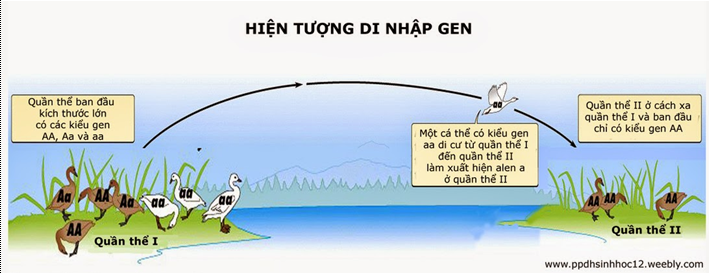 Theo quan niệm tiến hóa hiện nay Đại